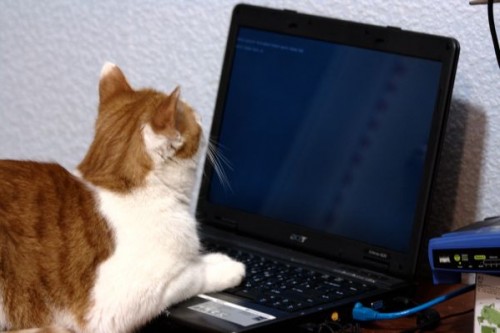 linux-cat-01.jpg